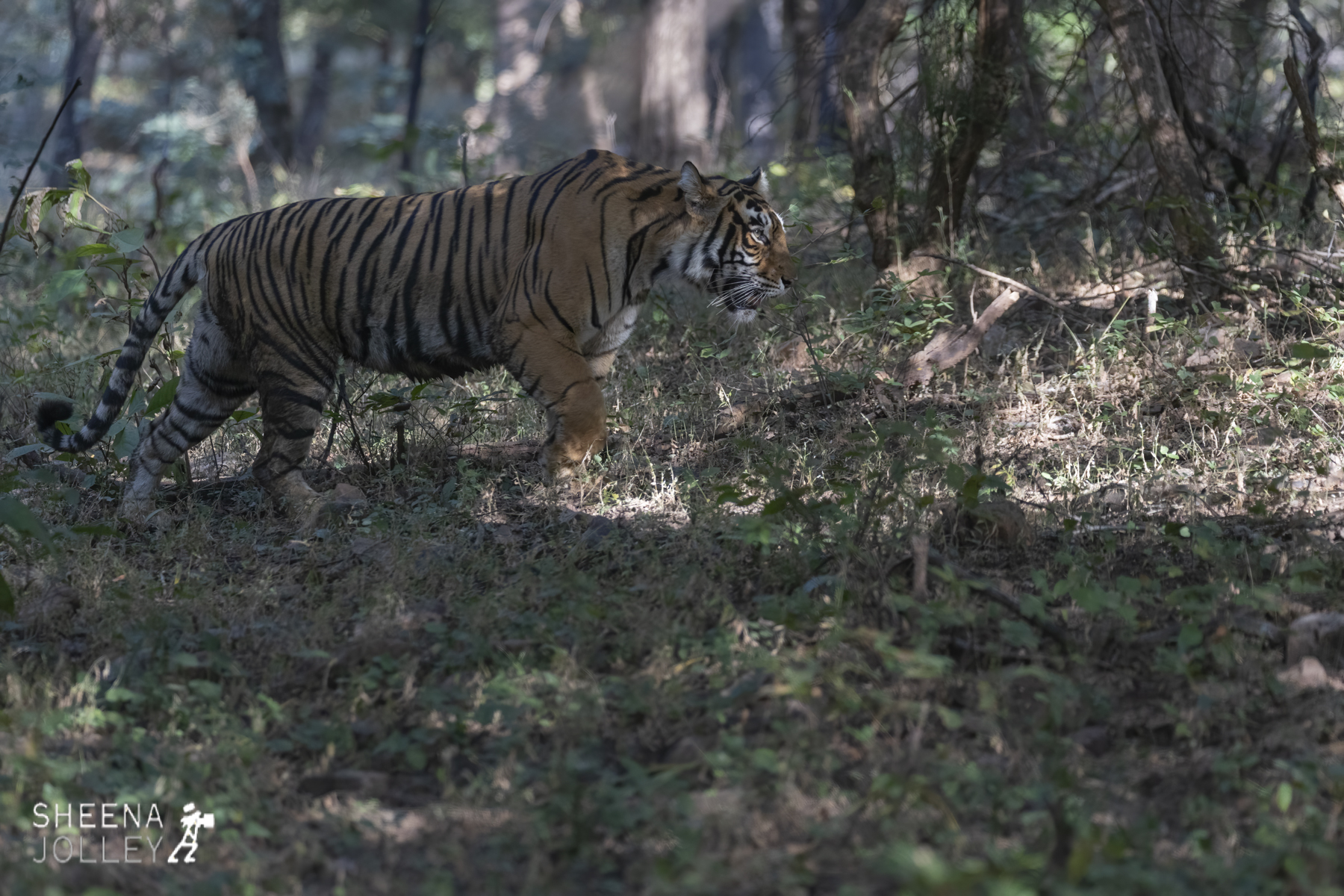 Bengal Tigress.jpg - India